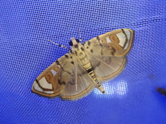 Pycnarmon pantherata