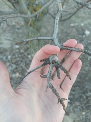 Pyrus bourgaeana