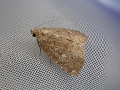 Amyna stellata