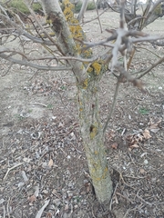 Pyrus bourgaeana