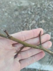 Pyrus bourgaeana