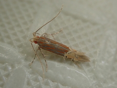 Labdia semicoccinea