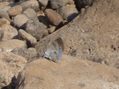Hypolycaena othona othona