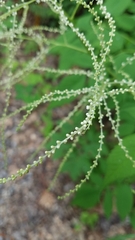 Aruncus dioicus