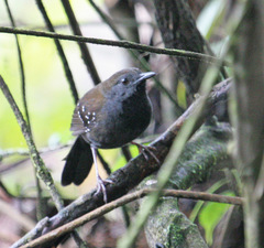 Myrmophylax atrothorax