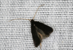 Lecithocera terrigena