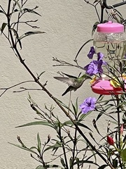 Anthracothorax aurulentus