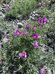 Lathyrus brachycalyx