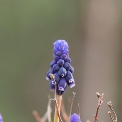 Muscari neglectum