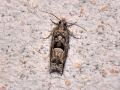 Pseudexentera hodsoni