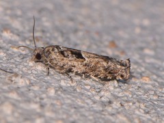 Pseudexentera hodsoni