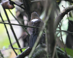 Myrmophylax atrothorax