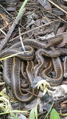 Thamnophis sirtalis semifasciatus