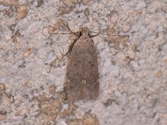 Anacampsis comparanda