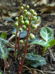 Pyrola crypta
