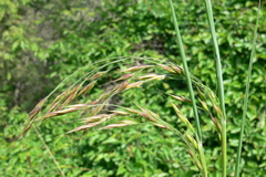 Piptatherum holciforme