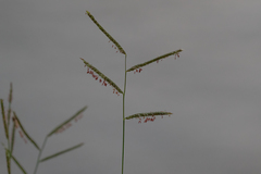 Urochloa mosambicensis