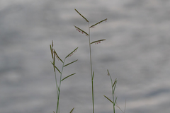 Urochloa mosambicensis