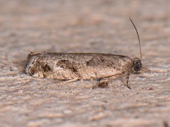 Epinotia celtisana