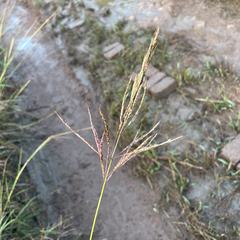 Bothriochloa bladhii