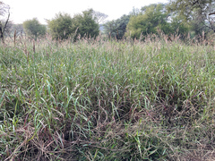 Bothriochloa bladhii