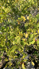 Laguncularia racemosa