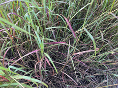 Bothriochloa bladhii