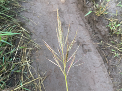 Bothriochloa bladhii