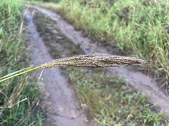 Bothriochloa bladhii