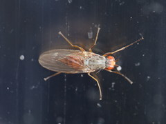 Tephrochlamys rufiventris