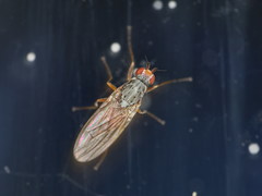 Tephrochlamys rufiventris