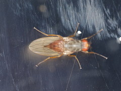 Tephrochlamys rufiventris