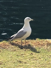 Larus delawarensis