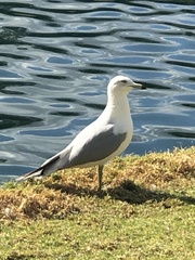 Larus delawarensis