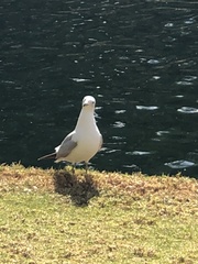Larus delawarensis