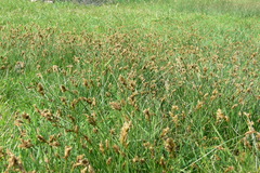Carex divisa