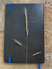Aristida congesta barbicollis