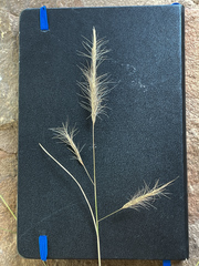 Aristida congesta barbicollis