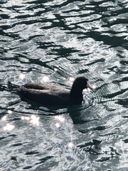 Fulica americana
