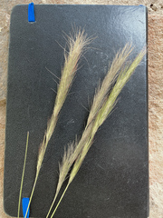 Aristida congesta congesta