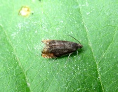 Grapholita janthinana