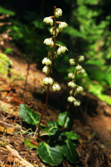 Pyrola crypta