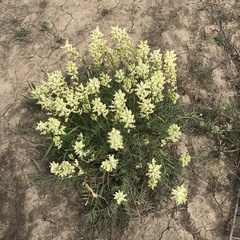 Astragalus flavus