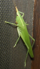 Neoconocephalus flavirostris