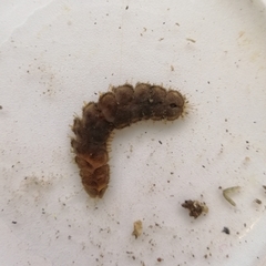 Lepidonotus squamatus