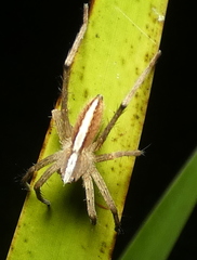 Neoctenus