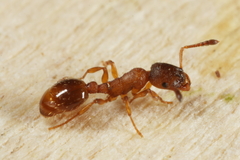 Leptothorax