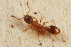 Leptothorax