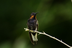 Black Jacobin photo 4