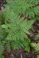 Dryopteris amurensis